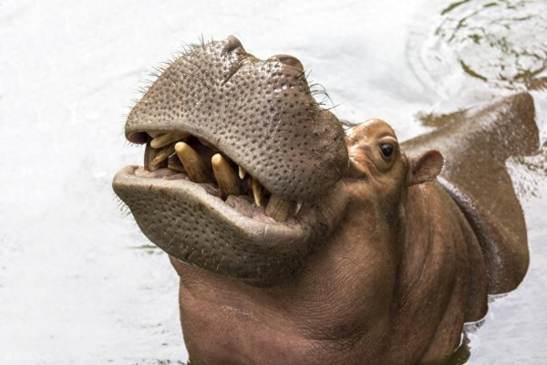 股融贷 全面停运! 盒马又“砍”了自己一刀